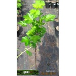 Ribes uva-crispa Czerwony Triumf - Agrest Czerwony Triumf PA balotowana 70-90cm