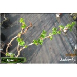 Ribes uva-crispa Czerwony Triumf - Agrest Czerwony Triumf PA balotowana 70-90cm