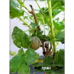 Ribes uva-crispa Czerwony Triumf - Agrest Czerwony Triumf f.krzaczasta balotowana 20-40cm