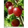 Ribes uva-crispa Hinnonmaki rot - Agrest Czerwony Hinnonmaki rot FOTO