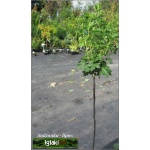 Ribes uva-crispa Invicta - Agrest Invikta PA C3 70-90cm