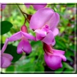 Robinia elliottii - Robinia Elliotta - różowe FOTO