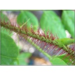 Robinia hispida Macrophylla - Robinia szczeciniasta Macrophylla - ciemnoróżowe PA C3 100-180cm