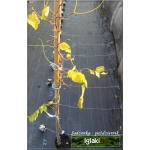 Robinia hispida Macrophylla - Robinia szczeciniasta Macrophylla - ciemnoróżowe PA C3 100-180cm