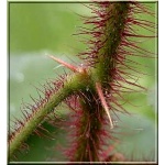 Robinia hispida - Robinia szczeciniasta - ciemnoróżowe FOTO 