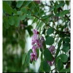 Robinia hispida - Robinia szczeciniasta - ciemnoróżowe FOTO 
