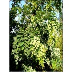 Robinia pseudoacacia Tortuosa - Robinia akacjowa Tortuosa - białe PA _100-120cm C7,5 _120-150cm