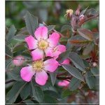 Rosa glauca - Róża czerwonawa - karminowo-różowe FOTO