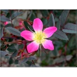 Rosa glauca - Róża czerwonawa - karminowo-różowe FOTO