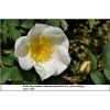 Rosa pimpinellifolia - Róża gęstokolczasta - białe FOTO 