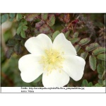 Rosa pimpinellifolia - Róża gęstokolczasta - białe FOTO 