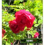 Rosa - Róża rabatowa MIX KOLORÓW FOTO
