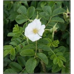 Rosa rugosa Alba - Róża pomarszczona Alba - białe FOTO