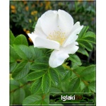Rosa rugosa Alba - Róża pomarszczona Alba - białe FOTO