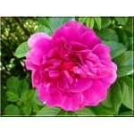 Rosa rugosa Hansa - Róża pomarszczona Hansa - różowofioletowe FOTO