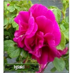 Rosa rugosa Hansa - Róża pomarszczona Hansa - różowofioletowe FOTO