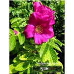 Rosa rugosa - Róża pomarszczona - różowo-czerwone FOTO