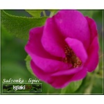 Rosa rugosa - Róża pomarszczona - różowo-czerwone FOTO