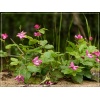 Rubus arcticus - Malina arktyczna - różowe, wys. 10, kw. 4/5 FOTO