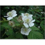 Rubus fruticosus Black Satin - Jeżyna bezkolcowa Black Satin FOTO 