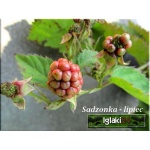 Rubus fruticosus Navaho - Jeżyna bezkolcowa Navaho FOTO 