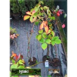 Rubus fruticosus Navaho - Jeżyna bezkolcowa Navaho C1,5 20-40cm 
