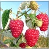 Rubus idaeus - Malina Mojej Babci - owocuje prawie jak Radziejo FOTO