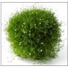 Sagina subulata Green Moss - Karmik ościsty Green Moss - zielony, białe kwiaty, wys. 5, kw. 6/7 C0,5 xxxy