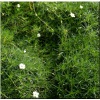 Sagina subulata Supreme - Karmik ościsty Supreme - zielony, białe kwiaty, wys. 10, kw. 6/7 C0,5 xxxy