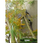 Salix alba Tristis - Wierzba biała płacząca - Salix sepulcralis Chrysocoma - Wierzba nagrobna Chrysocoma FOTO