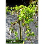 Salix arbuscula - Salix formosa - Wierzba skandynawska FOTO