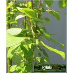 Salix caprea Klimarnock - Wierzba Iwa Klimarnock PA C5 _125-150cm