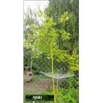 Salix caprea Klimarnock - Wierzba Iwa Klimarnock PA C5 _125-150cm