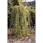 Salix caprea Pendula - Wierzba Iva Pendula - Salix intergra Pendula - Wierzba całolistna Pendula FOTO 