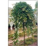 Salix caprea Pendula - Wierzba Iva Pendula - Salix intergra Pendula - Wierzba całolistna Pendula FOTO 