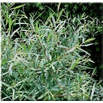 Salix purpurea Nana - Wierzba purpurowa Nana C2 20-60cm