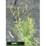 Salix purpurea Nana - Wierzba purpurowa Nana C2 20-60cm