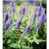 Salvia nemorosa Blue Boquetta - Szałwia omszona Blue Boquetta - niebiesko-fioletowa, wys. 25, kw. 6/8 C0,5 zzzz