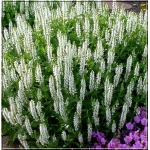 Salvia nemorosa Salute White - Szałwia omszona Salute White - białe, wys. 25, kw. 5/6 C0,5