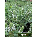 Salvia nemorosa Salute White - Szałwia omszona Salute White - białe, wys. 25, kw. 5/6 C0,5