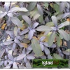 Salvia officinalis Purpurmantel - Szałwia lekarska Purpurmantel - zioło, purporowo czerwone aksamitne liscie, aromatyczna, wys. 60, kw. 5/8 C0,5 P