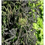Sambucus nigra Black Beauty - Bez czarny Black Beauty - Sambucus nigra Gerda - Bez czarny Gerda FOTO