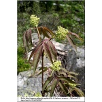 Sambucus racemosa - Bez koralowy FOTO
