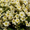 Saxifraga arendsii Limerock - Skalnica Arendsa Limerock - białe, wys. 10, kw. 3/5 FOTO
