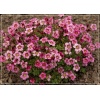 Saxifraga arendsii Marto Rose - Skalnica Arendsa Marto Rose - różowe, wys. 10, kw. 5/6 FOTO