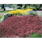 Saxifraga arendsii Purpurteppich - Skalnica Ardensa Purpurteppich - różowe, wys 20, kw 5/6 C0,5 