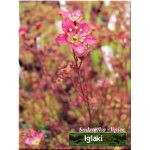 Saxifraga arendsii Purpurteppich - Skalnica Ardensa Purpurteppich - różowe, wys 20, kw 5/6 C0,5 