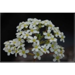 Saxifraga cotyledon - Skalnica zagłębiona - Skalnica liścieniolistna - biały, wys 60, kw 5/6 C0,5  