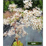 Saxifraga cotyledon - Skalnica zagłębiona - Skalnica liścieniolistna - biały, wys 60, kw 5/6 C0,5  
