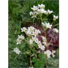 Saxifraga paniculata Aizoon - Skalnica gronkowa Aizoon - biały, wys 20, kw 5/6 C0,5 xxxy